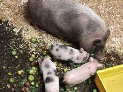 Mini Schweine geboren Juli