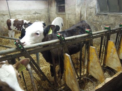Holstein-Fleckvieh Kreuzungsstierkalb