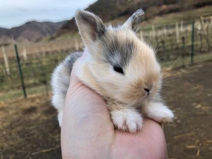 Kleine Kaninchen/ junge zwerge