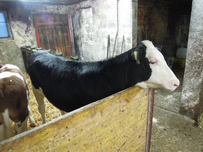 Holstein-Fleckvieh Kreuzungskalbin