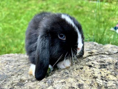 Hasen Mini Lop