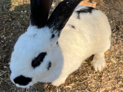 Weiblicher Deutscher Riesenschecken Hase