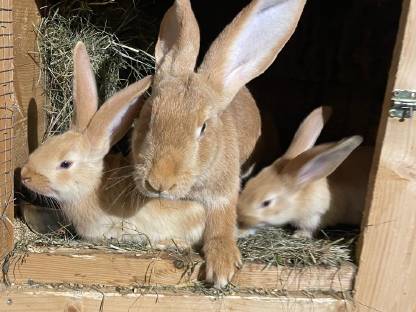 Bild 3:Gelbe deutsche Riesen, junge Kaninchen