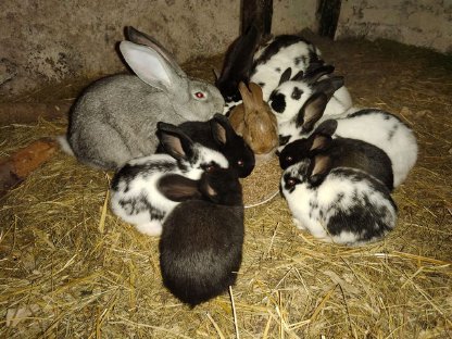 Fleischhasen ab 10 Wochen zu vergeben