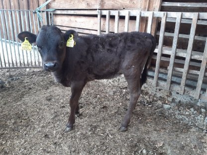 Jersey/Red Friesian/Schwarzbunt Kreuzungs-Kuhkalb, 1,5 Monate