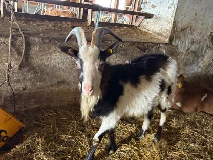 Tauernschecken Ziegenbock