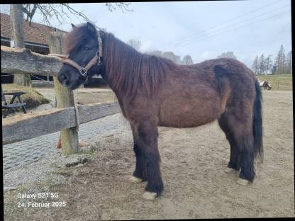 Pony Stute für Kinder oder Beistellpony