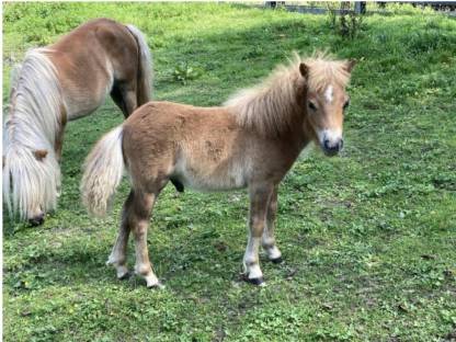 Mini Shetty Hengst Palu