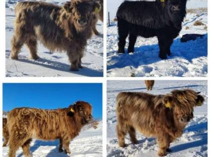 Hochlandrinder / Highland Cattle