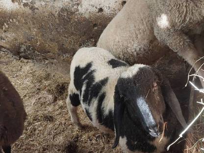 Reinrassiger Bergschafwidder gefleckt