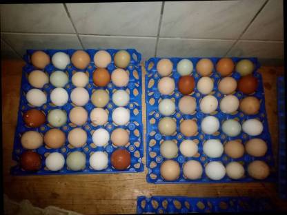 Bild 2:Bruteier Buntleger