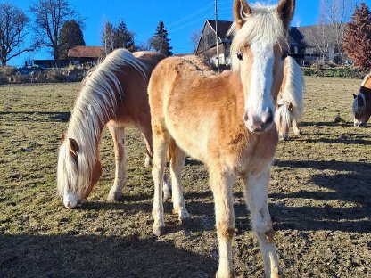 Haflinger-Fohlen