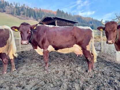 Bio Pinzgauer/RF Kuh in Milch