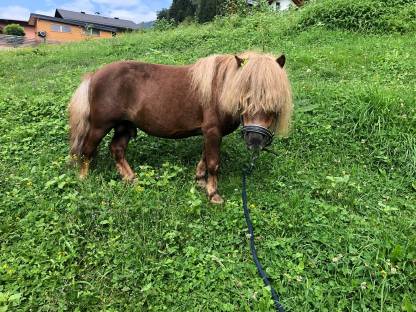 Verkaufe Mini Shetland Pony