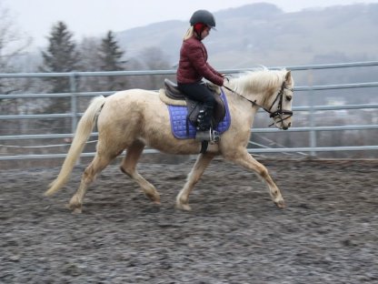 Zwei tolle Reitpony-Stuten zu verkaufen