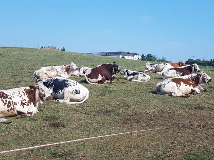 Pustertaler Sprinzen Kühe