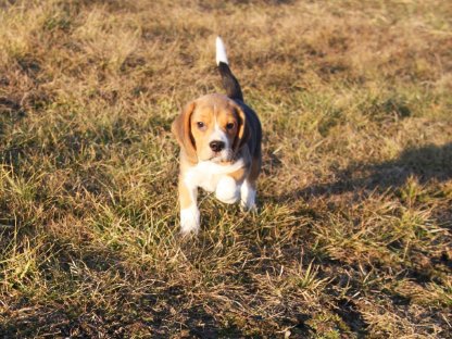 Beagle-Welpen suchen ihren Lebensplatz