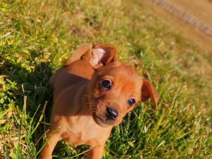 Zwergpinscher Welpen