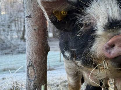 Kune Kune Ferkel Weideschweine