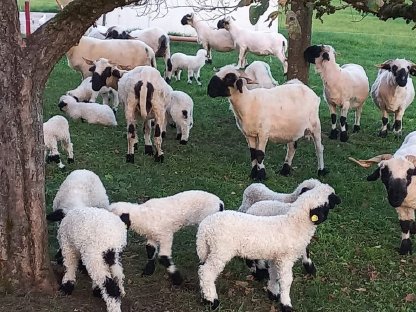 Walliser Schwarznasen Pärchen