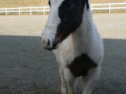 Homozygotes American Paint Horse Stutfohlen