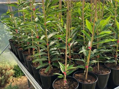 Bild 2:Bio Kastanienbäume