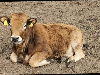 Verkaufe Murbodner Jungkalbinnen