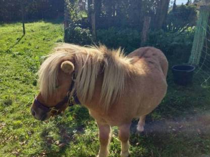 Original Mini Shetland Ponyhengst