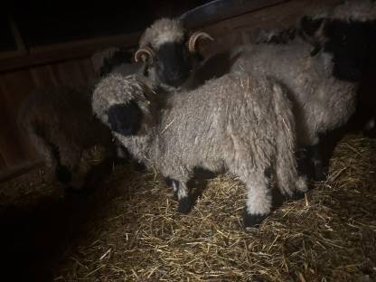 Walliser Schwarznasenschaf Widder