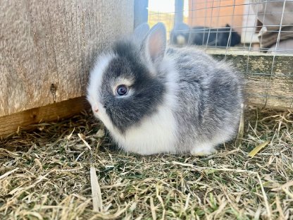 Zwergkaninchen Löwenkopf