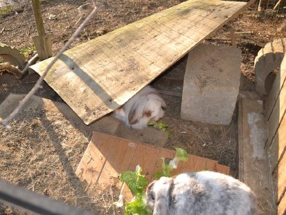 Zwergwidderkaninchen, männlich kastriert, 1 x weiblich