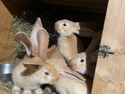 Bild 2:Gelbe deutsche Riesen, junge Kaninchen
