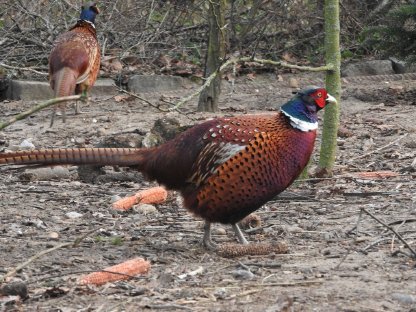 Ringfasan, Fasan, Ziergeflügel, Hühnervogel