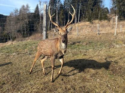 Verkaufe Sika-Dybowski Hirsch