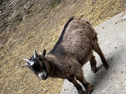 Zwergziegenbock