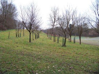 Bild 5:Grundstück in Dragotinci, Slowenien