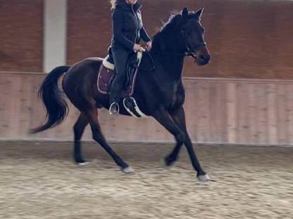 Trakehner sucht ein neues Zuhause