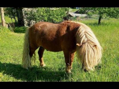 Bild 6:2 Original Mini Shetland Ponies
