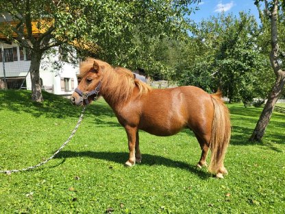 Trächtige Mini-Shetty-Stute