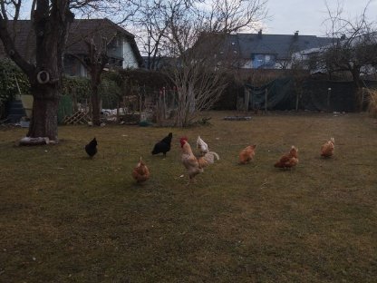 Schöner großer Hahn zu verkaufen