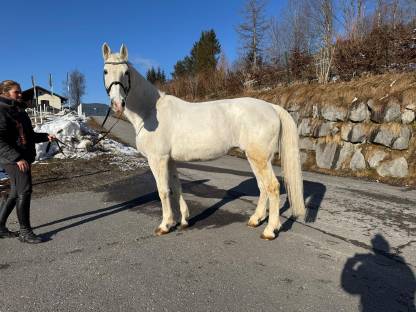 Verkaufe zwei ungarische Warmblutstuten