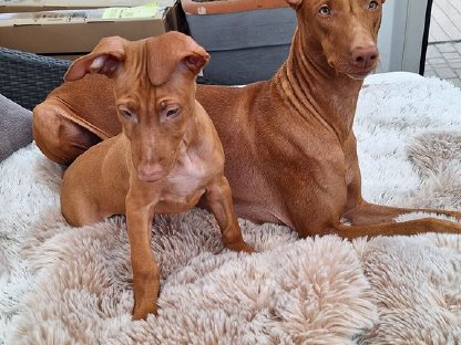 Pharaoh Hound Welpen - FCI/ÖKV Papiere - Champion Verpaarung