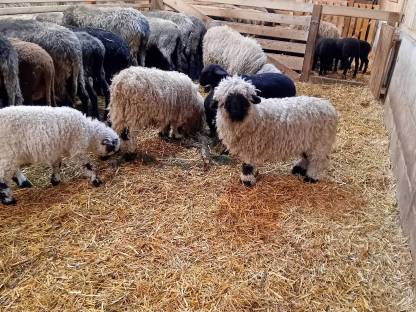 Verkaufe Walliser schwarznasen Widder