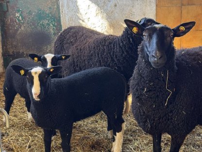 Bild 3:Zwartbles Lämmer aus Bio-Herdebuchzucht
