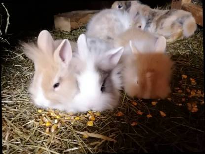 Löwenkopf-Zwergkaninchen in allen Farben