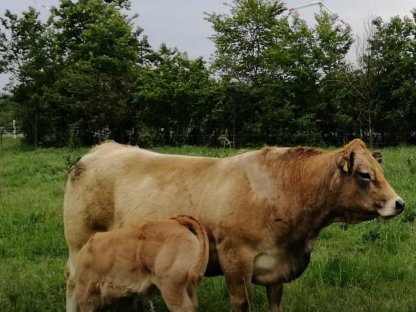 12 Aubrac Kalbinnen BIO – von Zuchtbetrieb Prantl