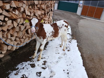 Holstein Kalb