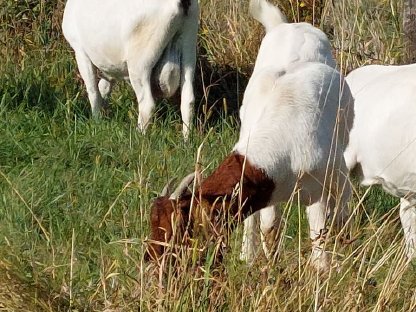 Bild 6:Altziege zu verkaufen