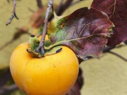 Kaki - Obstbaum - Kakibaum