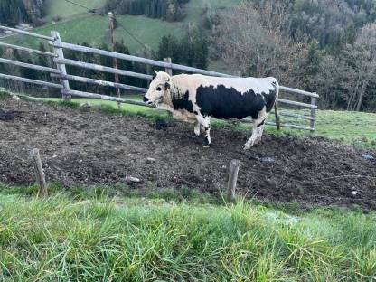 Pustertaler Sprinzen Stier